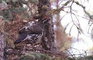 Grouse, Spruce 1b B02P25I01